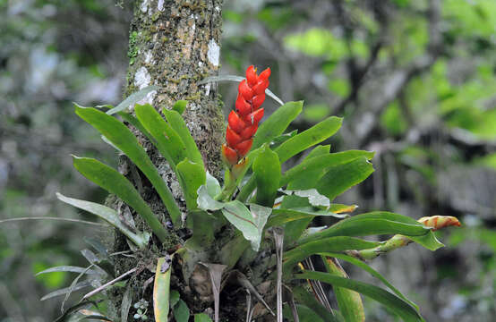 Image of Vriesea heterostachys (Baker) L. B. Sm.