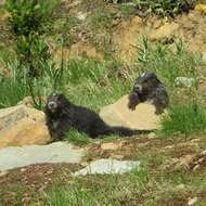 Image of Chinese Ferret Badger