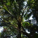 Image of Ravenea madagascariensis Becc.