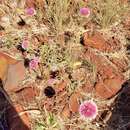 Image of Gomphrena canescens R. Br.