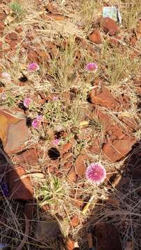 Image of Gomphrena canescens R. Br.