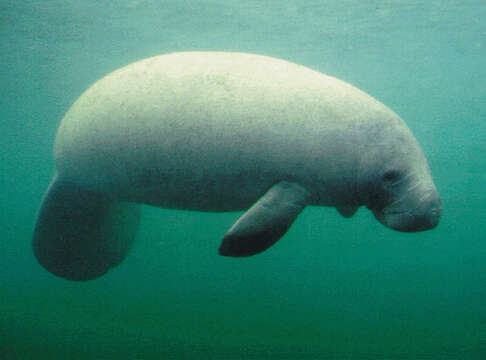 Image of manatees