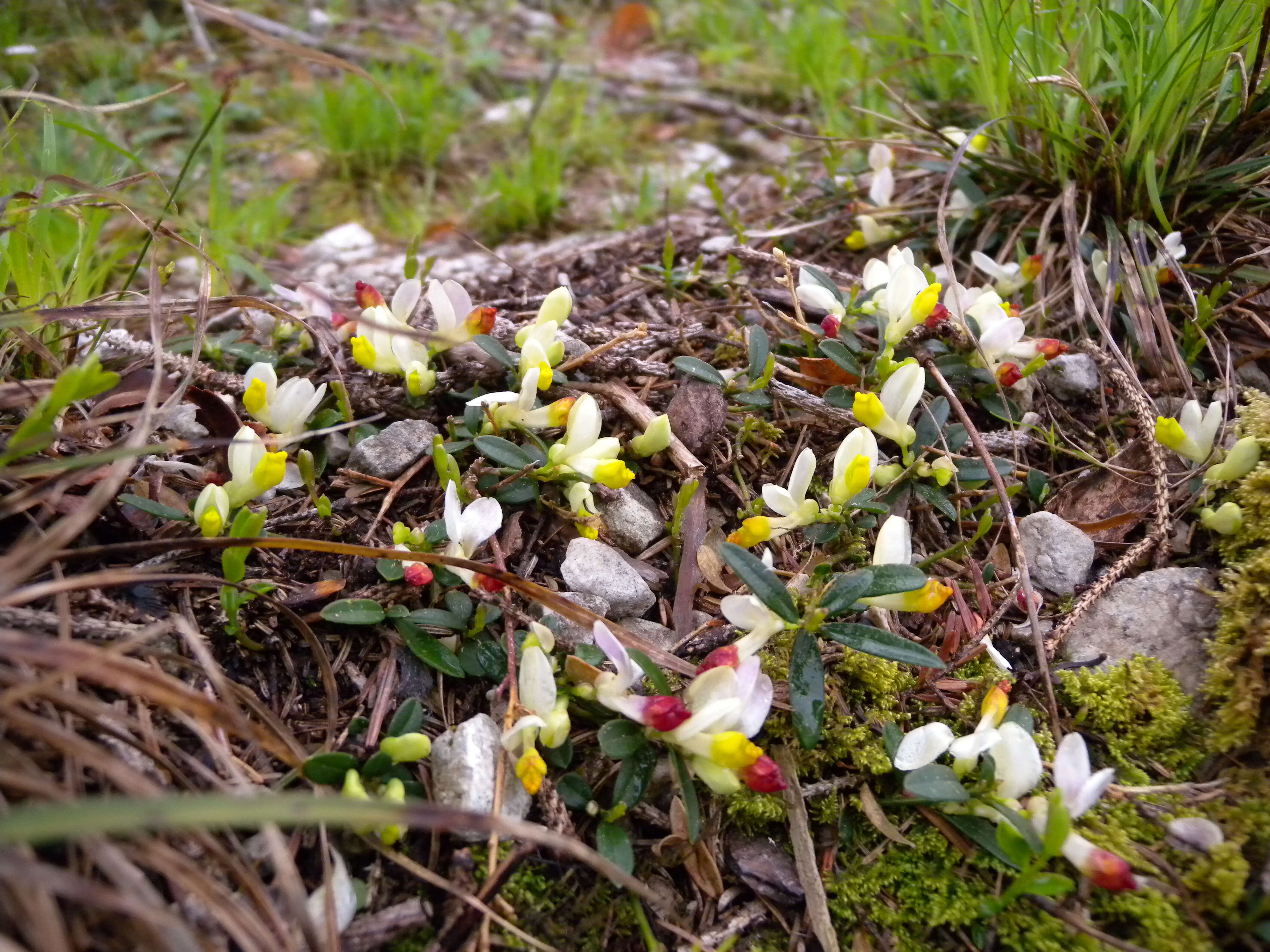 Image of shrubby milkwort