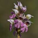 Neotinea lactea (Poir.) R. M. Bateman, Pridgeon & M. W. Chase resmi