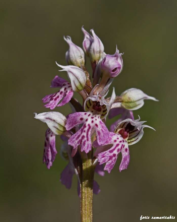 Image of Milky orchid