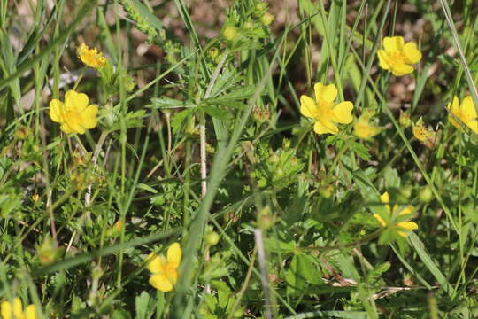 Plancia ëd Potentilla erecta (L.) Räuschel