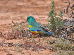 Image of Many-coloured Parakeet