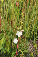 Image of white checkerbloom