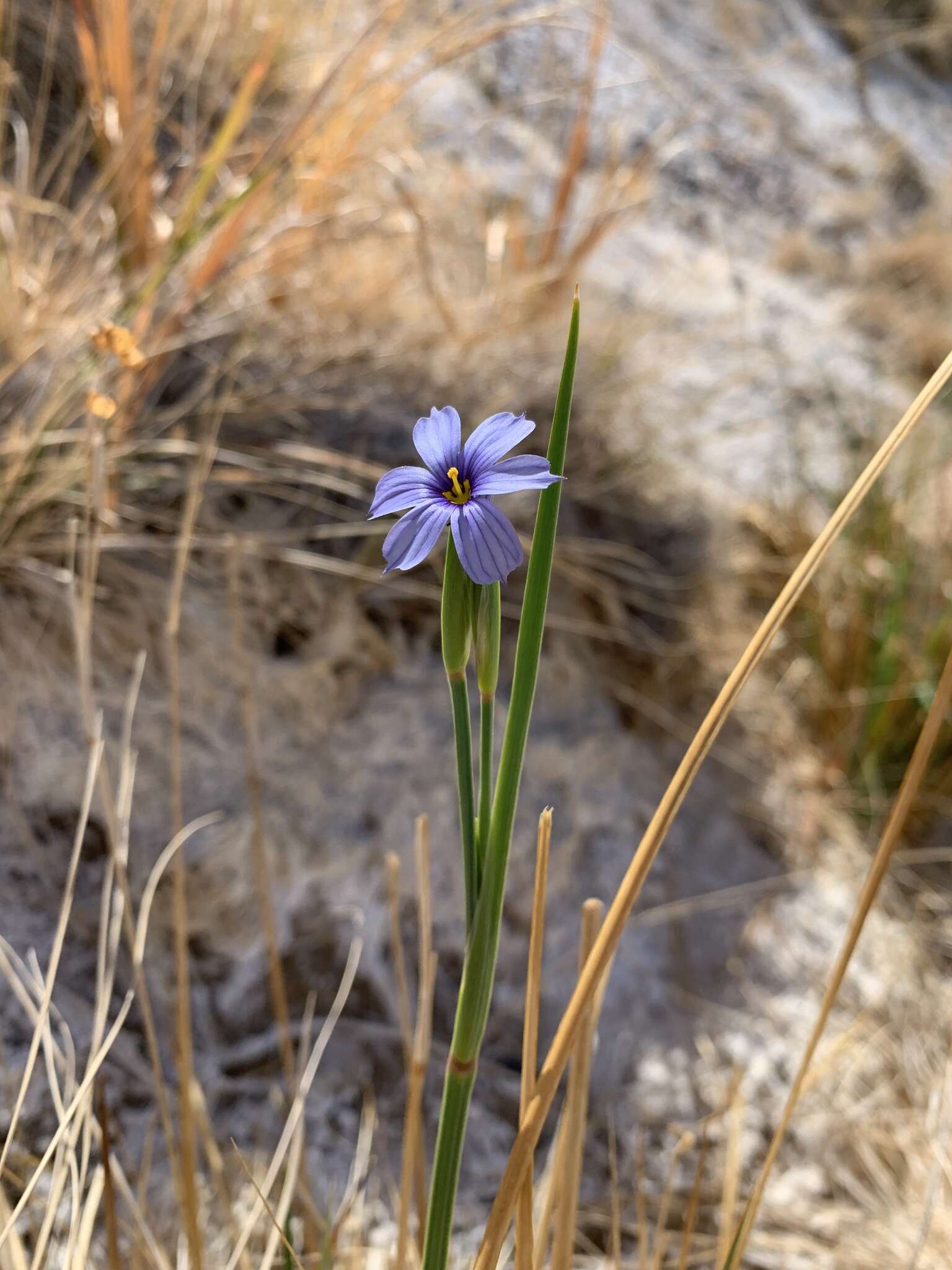 Image of Funeral Mountain blue-eyed grass