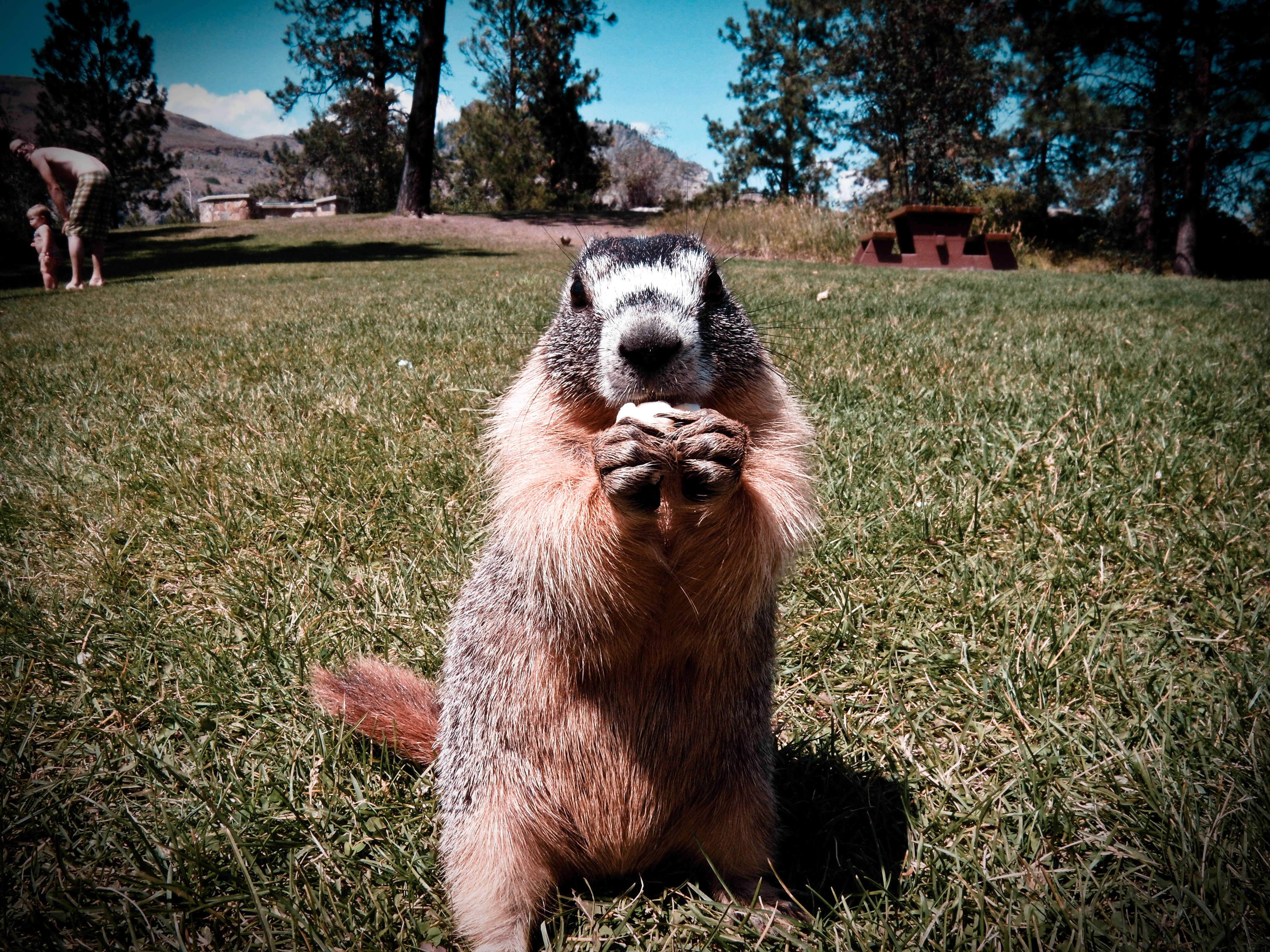 Image of Marmota subgen. Petromarmota Steppan et al. 1999