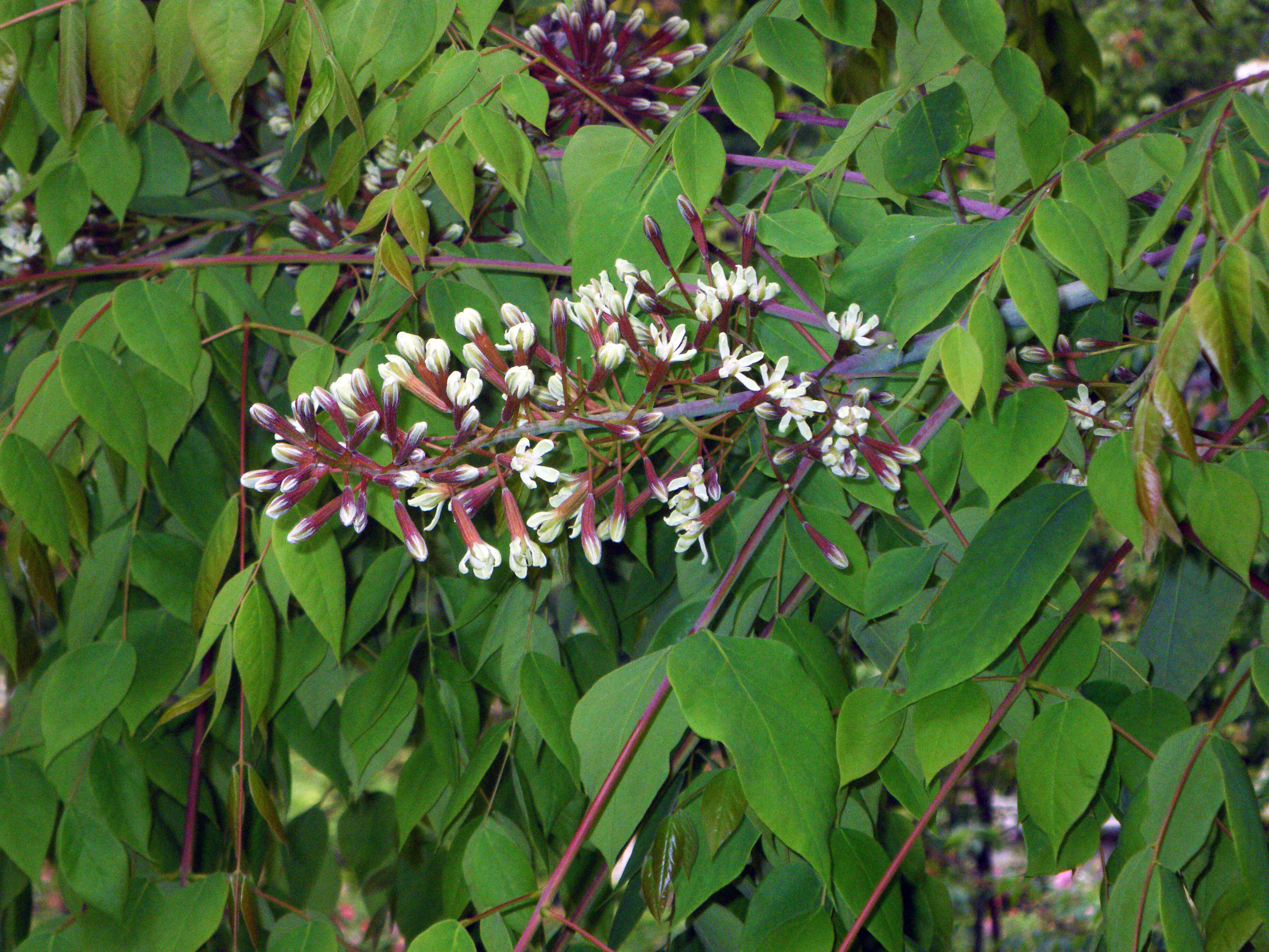 Plancia ëd Gymnocladus dioica (L.) K. Koch