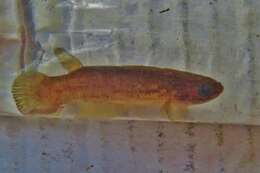 Image of Isthmian rivulus