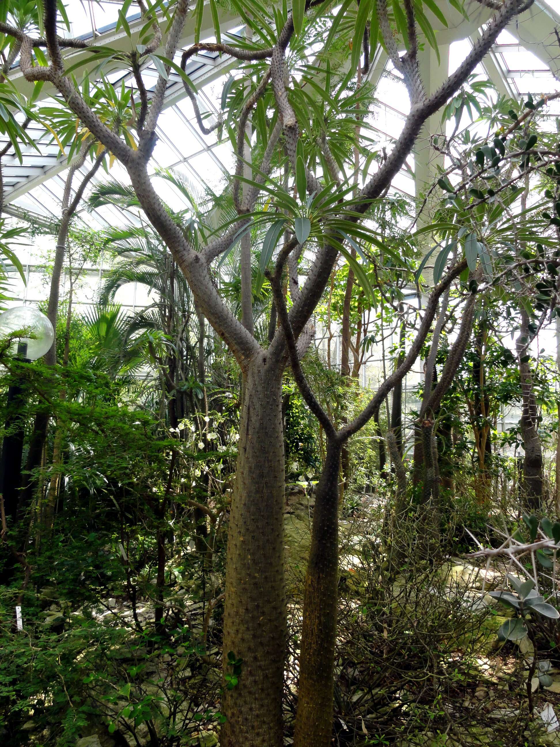 Image of Pachypodium lamerei Drake