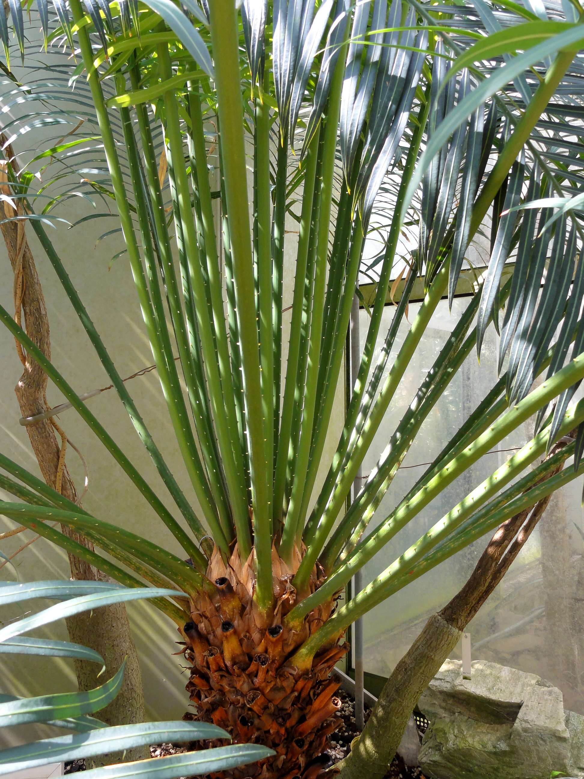 Imagem de Cycas thouarsii R. Br. ex Gaudich.