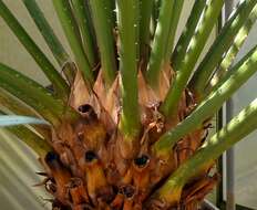 Imagem de Cycas thouarsii R. Br. ex Gaudich.