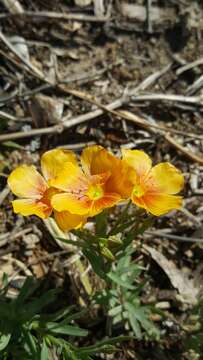 Image of stiffstem flax