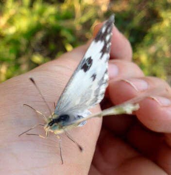 Image of Eastern Bath White