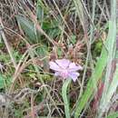 Pleroma aegopogon (Naud.) Triana resmi