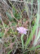 Pleroma aegopogon (Naud.) Triana resmi