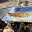 Plancia ëd Etheostoma obama Mayden & Layman 2012