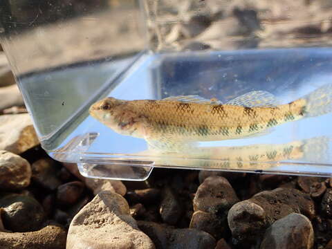 Image of Etheostoma obama Mayden & Layman 2012