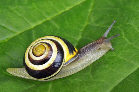 Image of Brown Lipped Snail