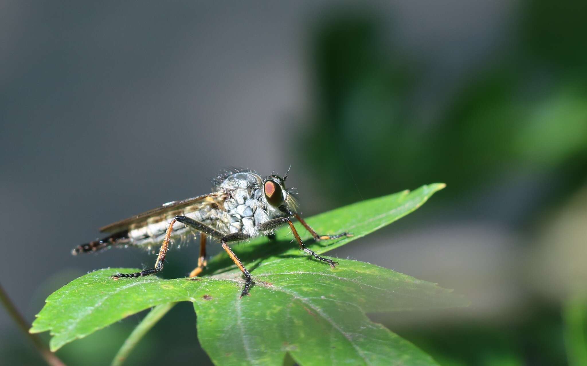 Image de Neoitamus cyanurus (Loew 1849)