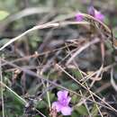 Image of Rhododendron farrerae Tate ex Sweet