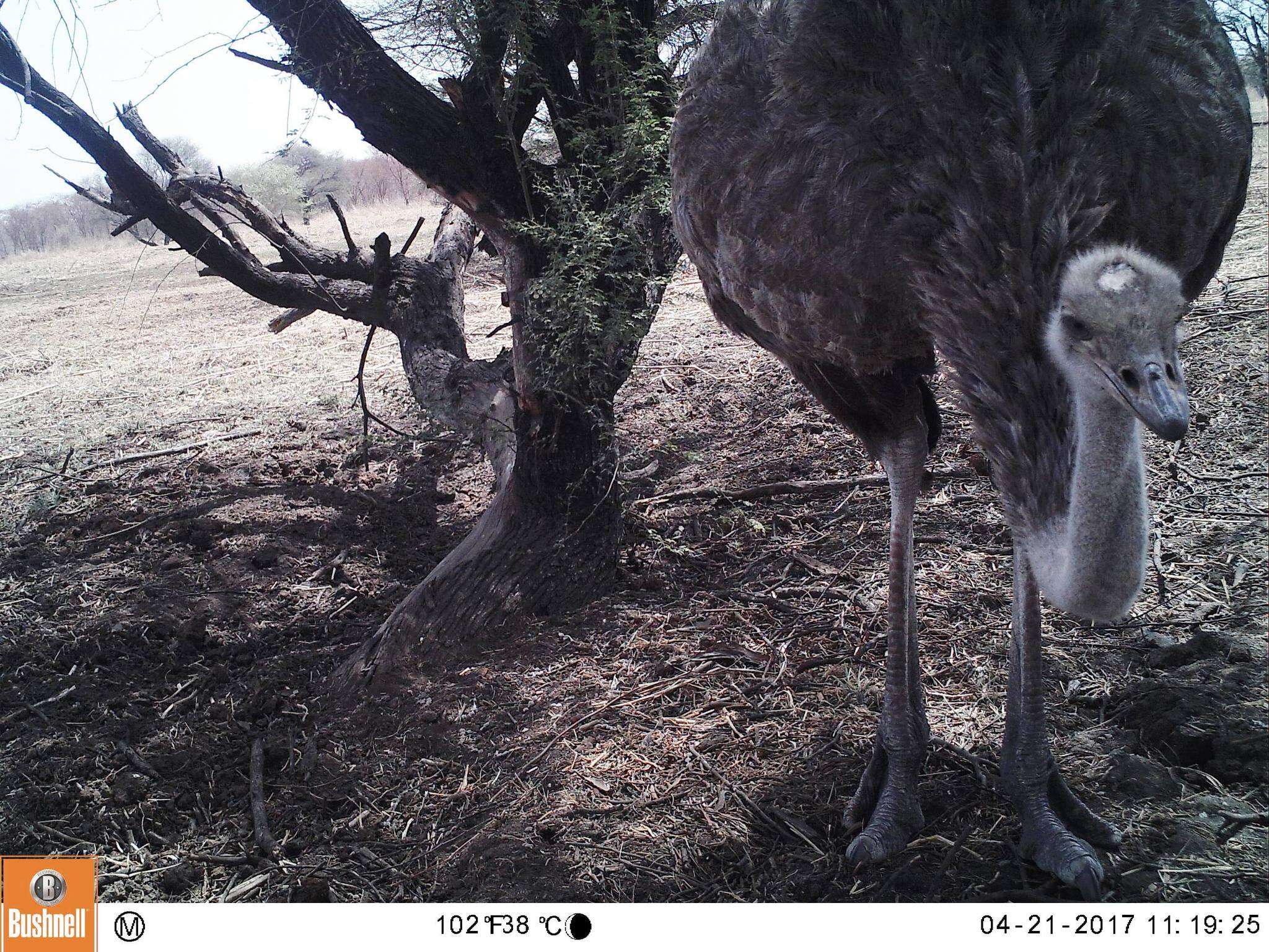 Image of North African ostrich