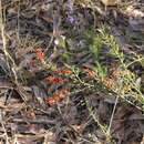 Sivun <i>Daviesia ulicifolia</i> subsp. <i>incarnata</i> kuva