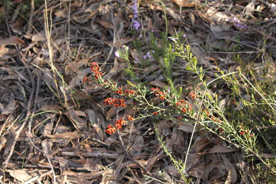 صورة <i>Daviesia ulicifolia</i> subsp. <i>incarnata</i>