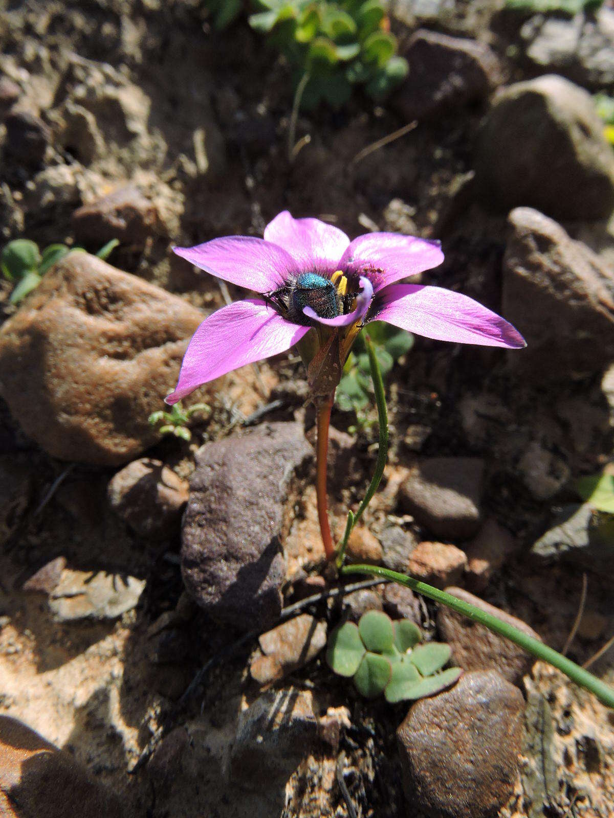 Image of rosy sandcrocus