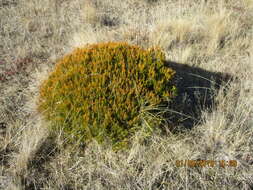 Image de Dracophyllum rosmarinifolium (Forst. fil.) R. Br.