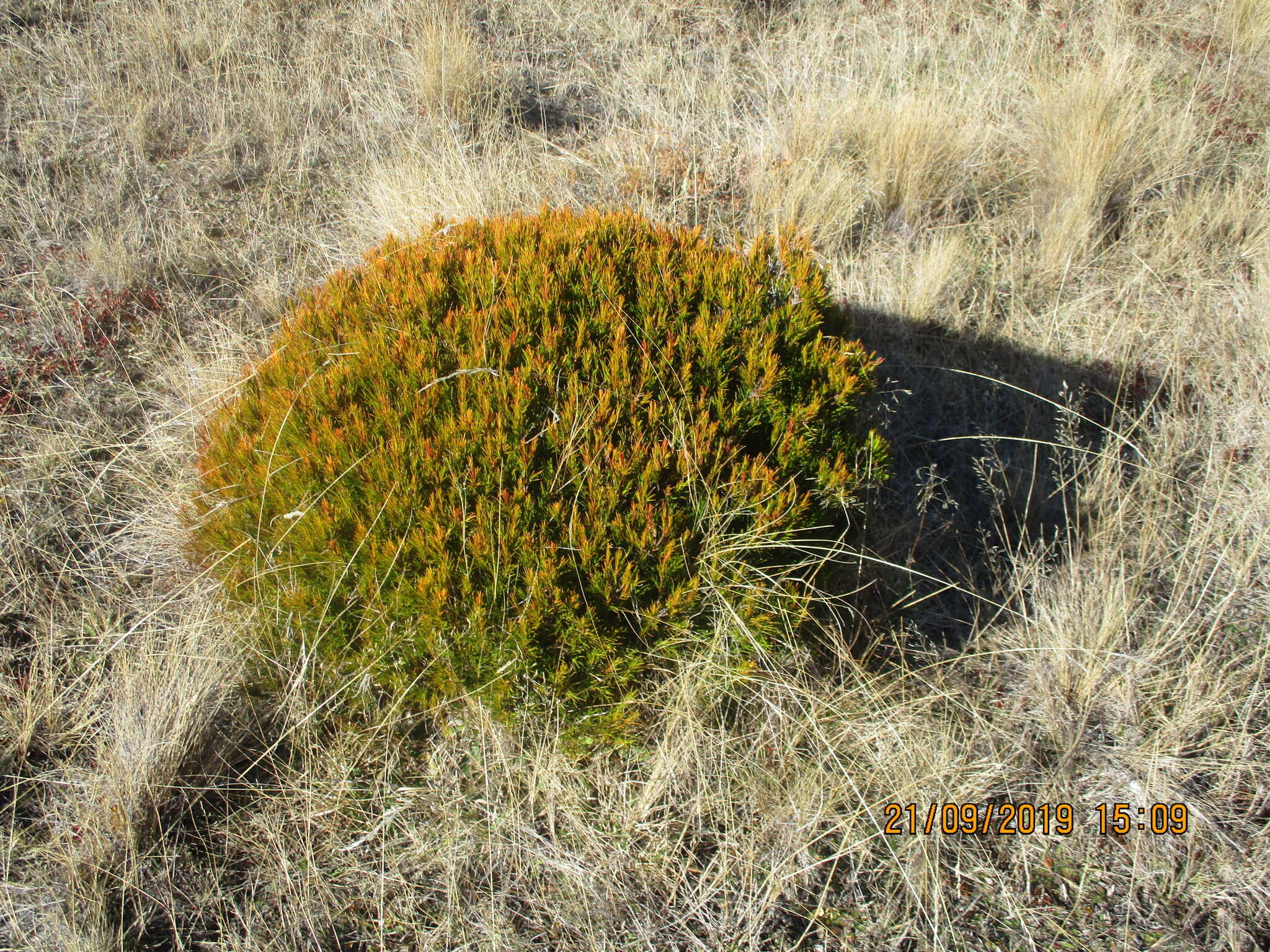 Image de Dracophyllum rosmarinifolium (Forst. fil.) R. Br.