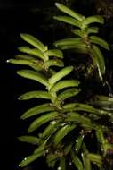 Image of Angraecum pterophyllum H. Perrier