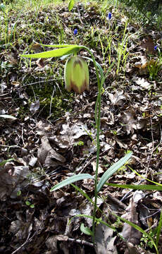 Image of Fritillaria pontica Wahlenb.