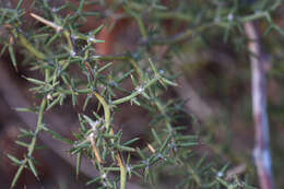 Imagem de Asparagus aphyllus subsp. orientalis (Baker) P. H. Davis