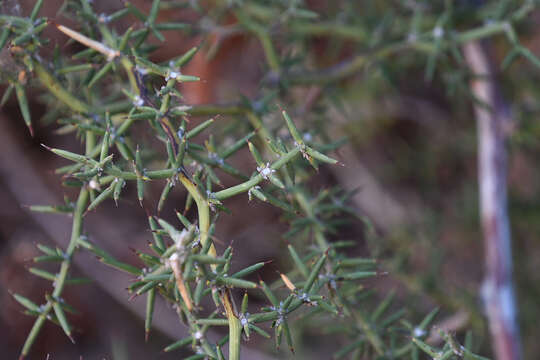 Imagem de Asparagus aphyllus subsp. orientalis (Baker) P. H. Davis