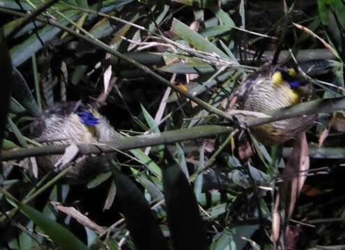 Image of Javan Banded Pitta