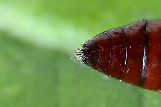 Image of Grass leafminer moth