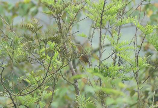 Image of Rufous Babbler