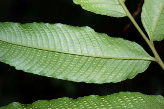 Image of Grypothrix megacuspis (Baker) S. E. Fawc. & A. R. Sm.