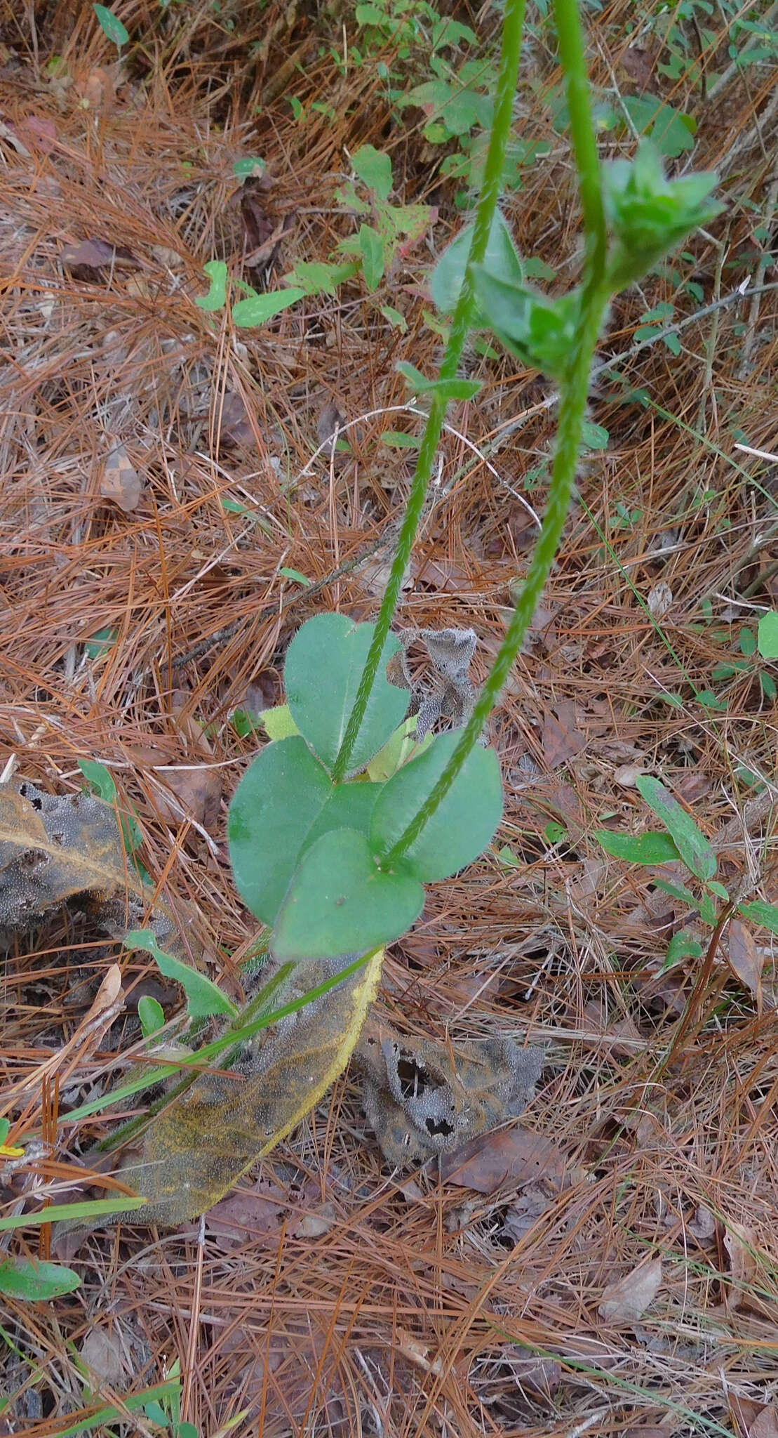 Image of slender rosinweed