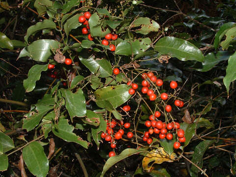 Image of Ripogonum scandens J. R. Forst. & G. Forst.