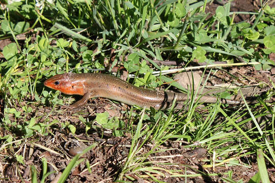 Image of Broad-headed Skink