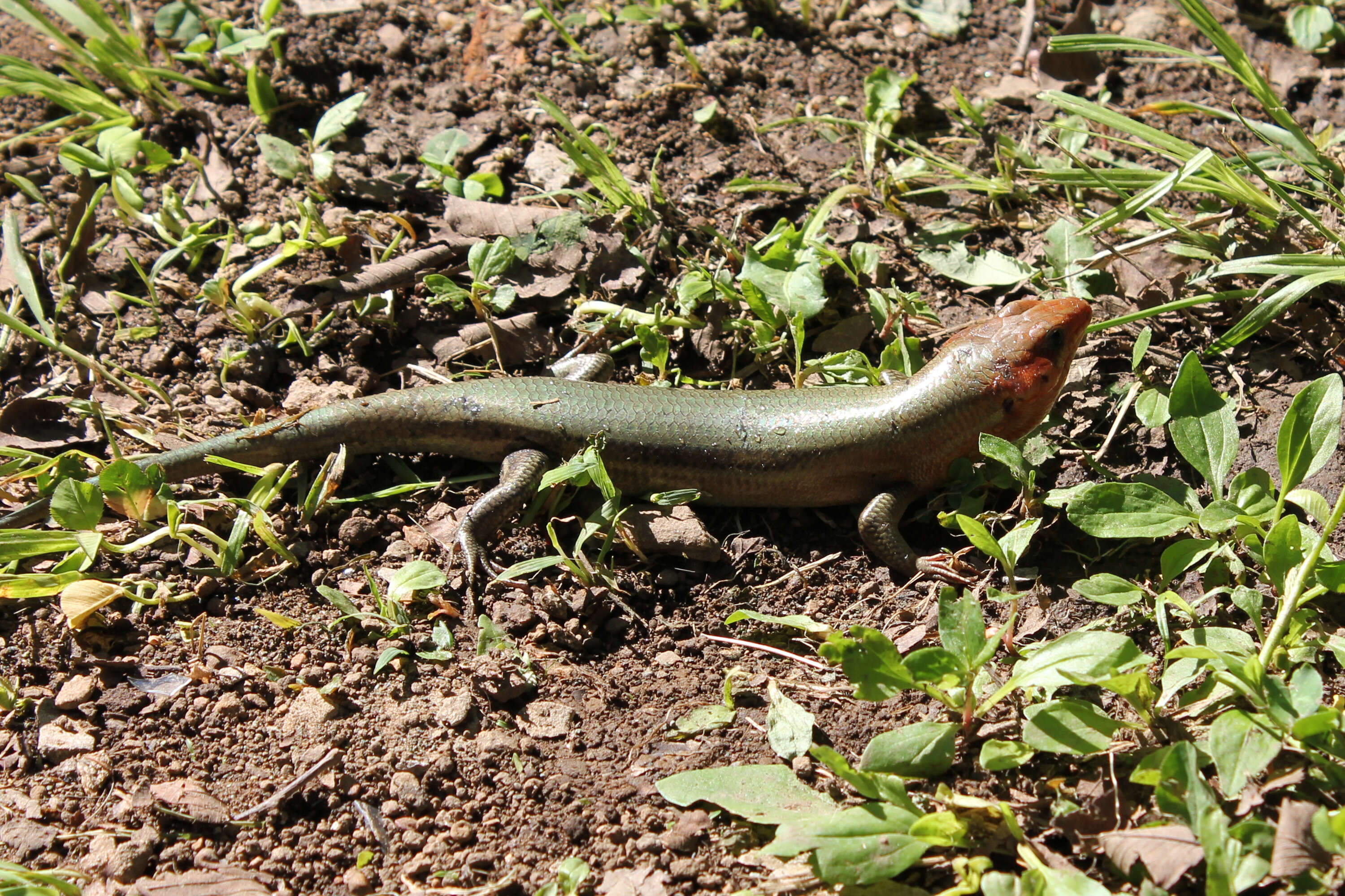 Image of Broad-headed Skink