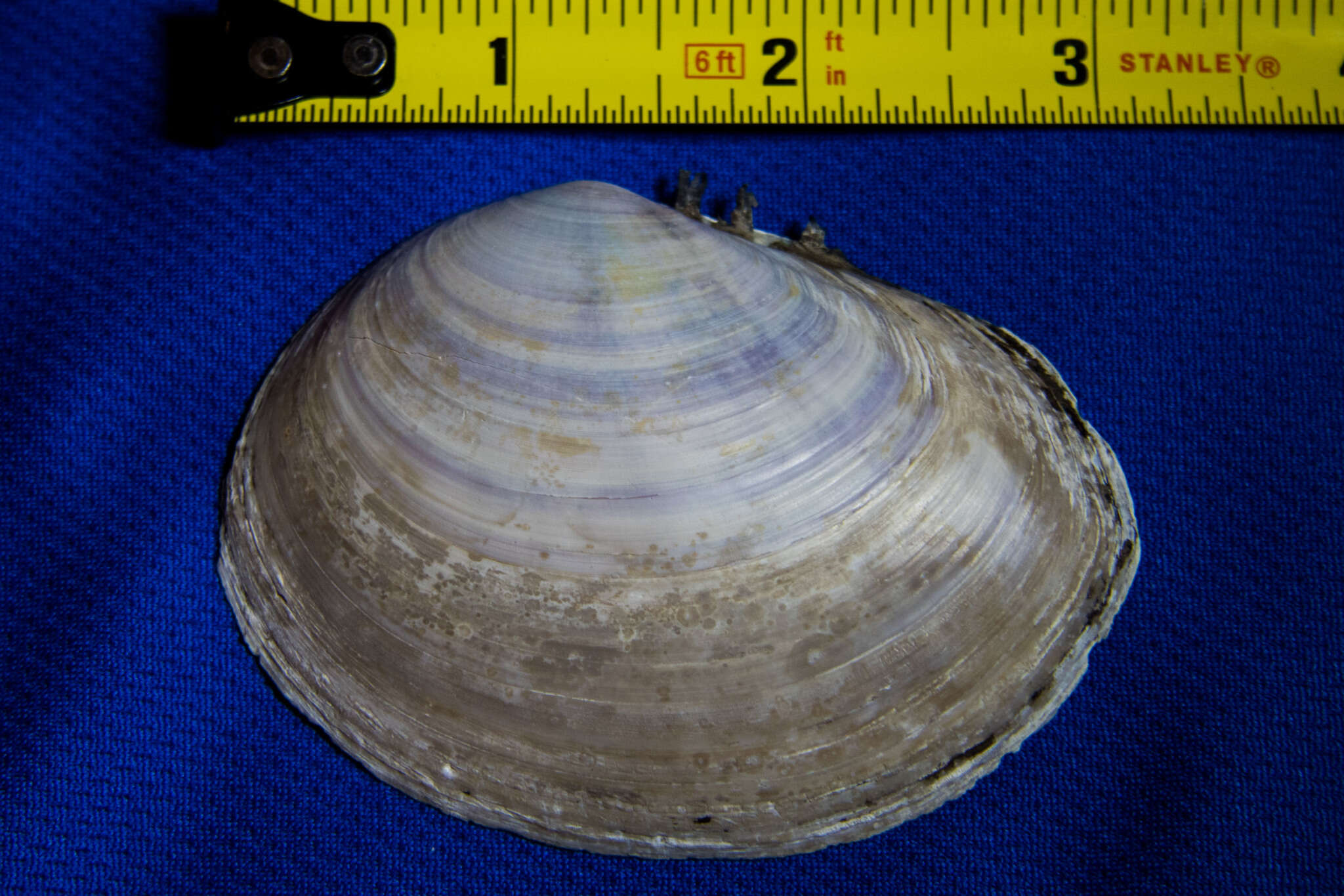 Image of California mahogany-clam