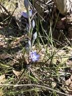 Image of Kath's sun orchid