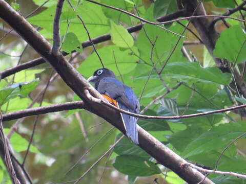 Plancia ëd Trogon chionurus Sclater, PL & Salvin 1871