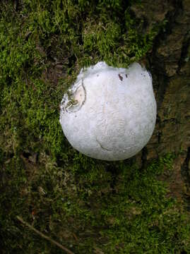 Image of Reticularia lycoperdon